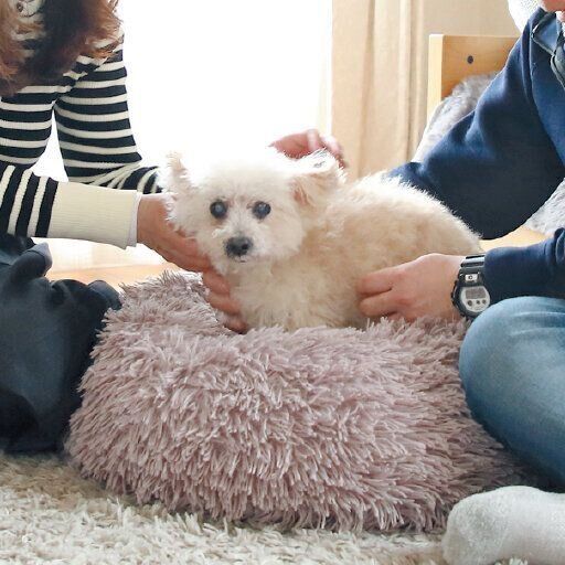 東京都・Tさん家の愛犬フォアちゃん（メス・17才／2.6㎏／トイ・プードル／おとなしいけど芯は強い）