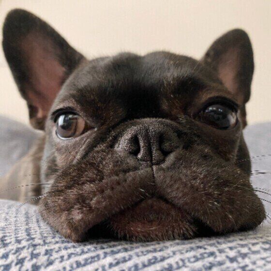 犬が「ドーン」と飼い主に体当たりや頭突きをする？ この謎行動の心理は？ いぬのきもち