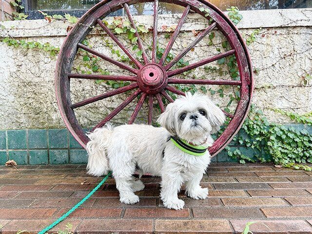 シーズー犬マンガてんぽshihtzu