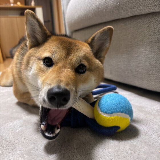 犬の嗅覚は人よりどれくらい優れているの？ 犬の嗅覚のすごさとは いぬのきもち