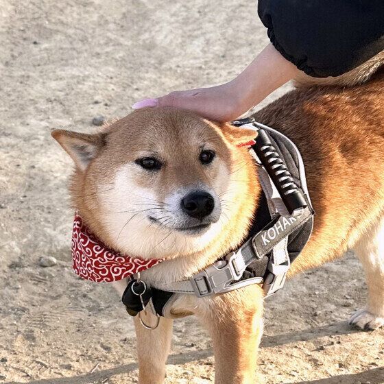 琥珀  今日も元気です！