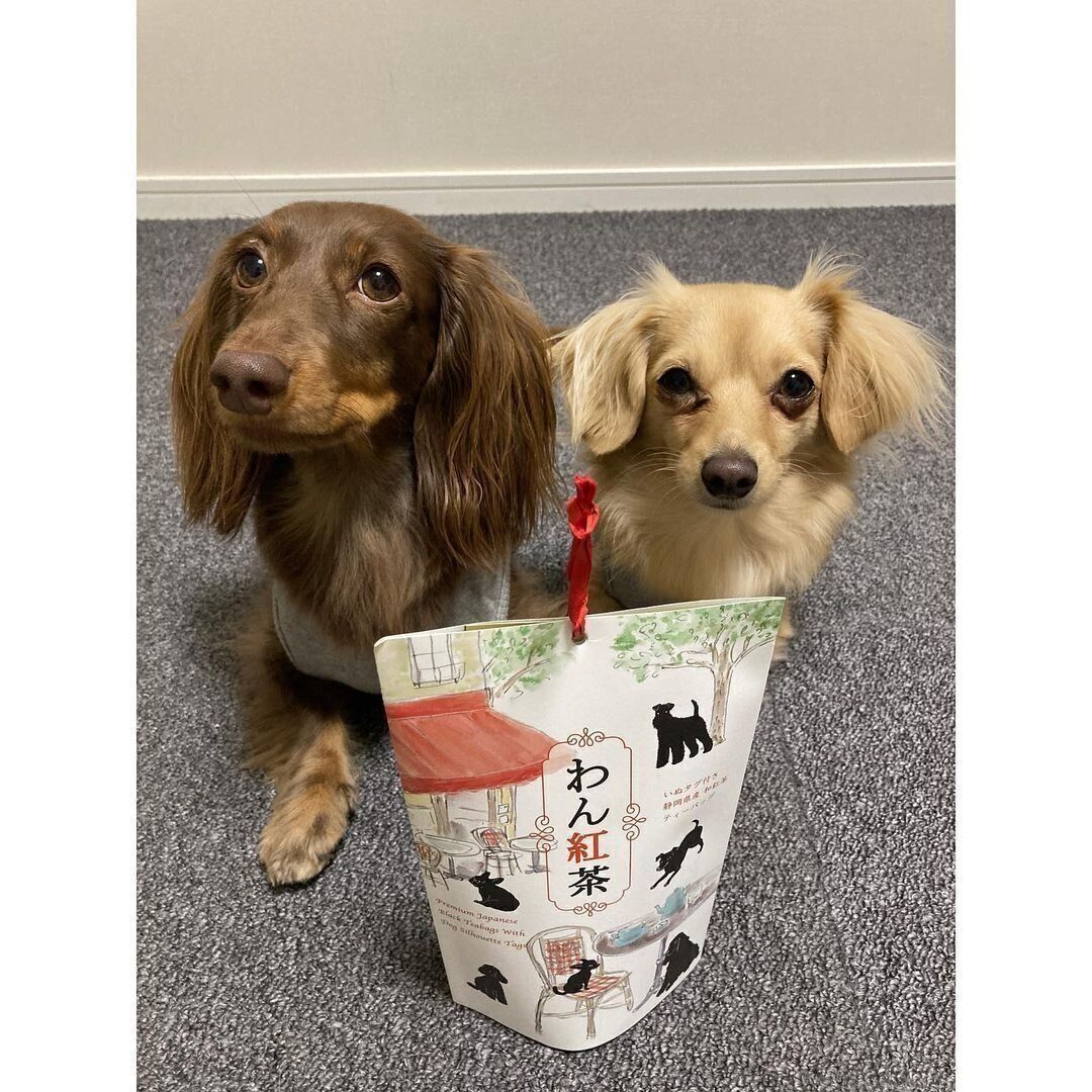 かわいい犬たち