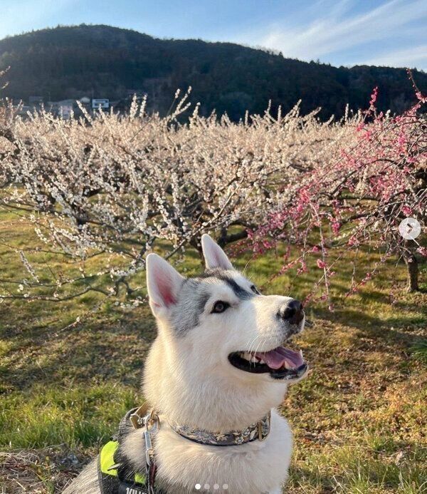 お出かけを楽しむぽぽちゃん