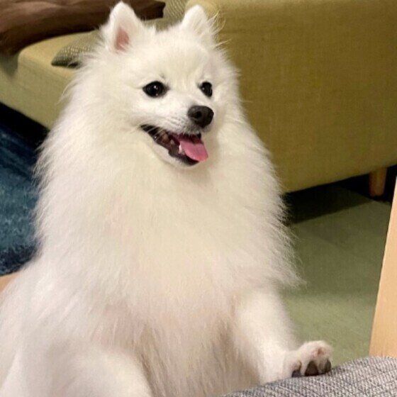 日本スピッツのまよちゃん♪