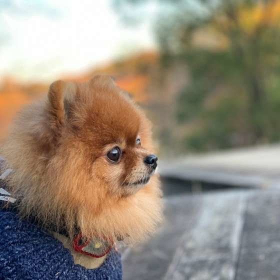 ポメラニアンのコニィちゃん