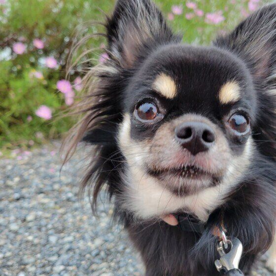 ドアップのチワワと秋桜