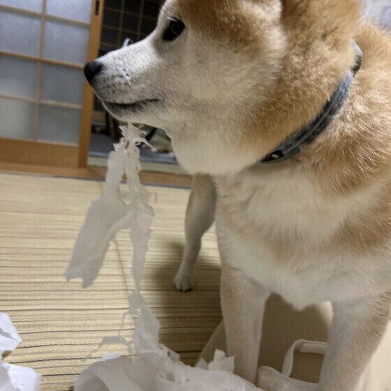 柴　だいず  アゴ髭