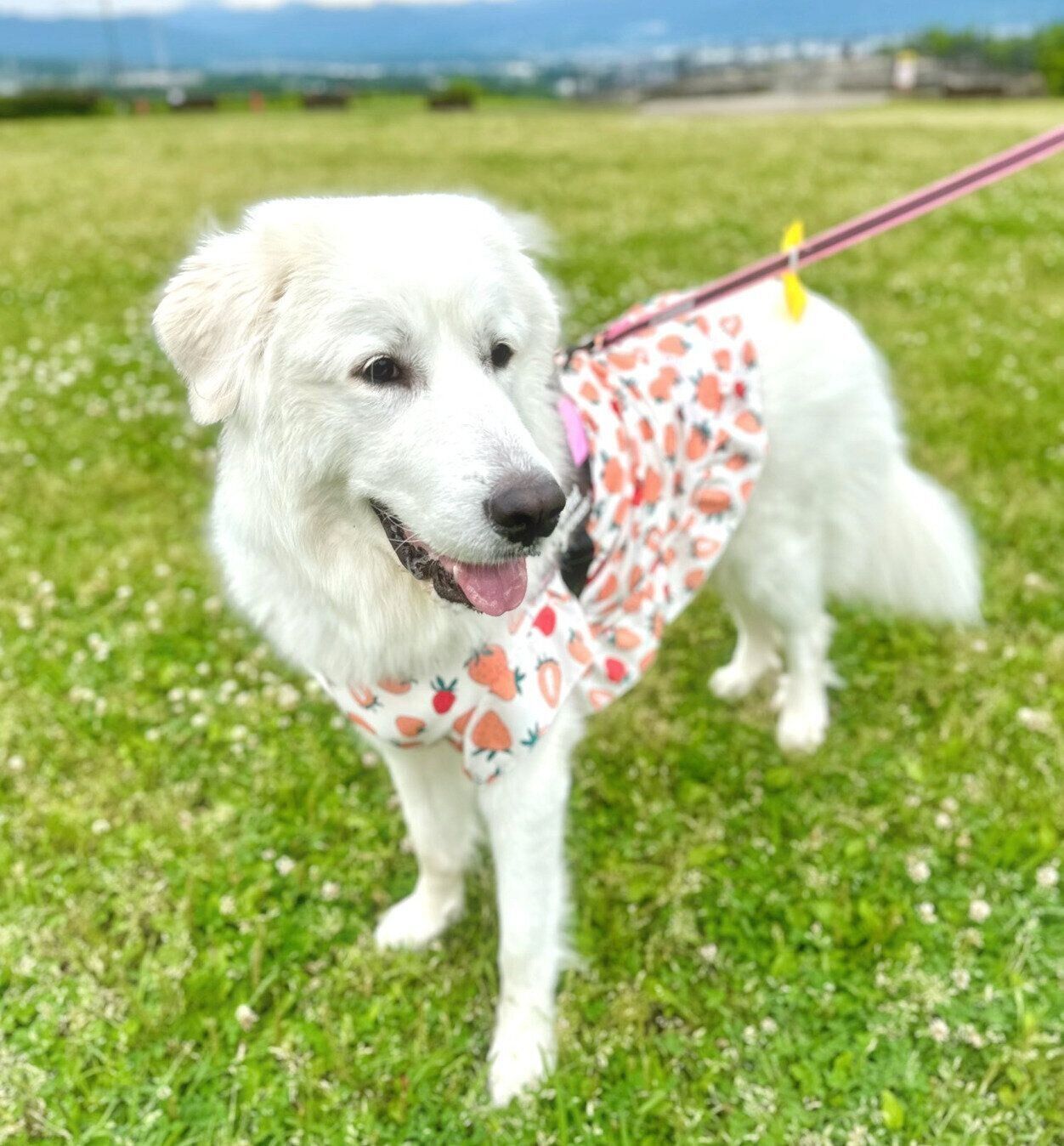 散歩を楽しむララちゃん