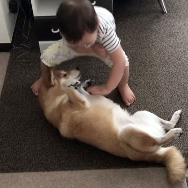 おなかをポンポンされる柴犬