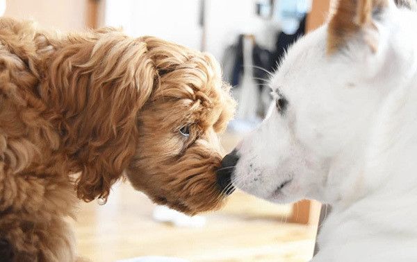 見つめ合うジャック・ラッセル・テリアとミックス犬
