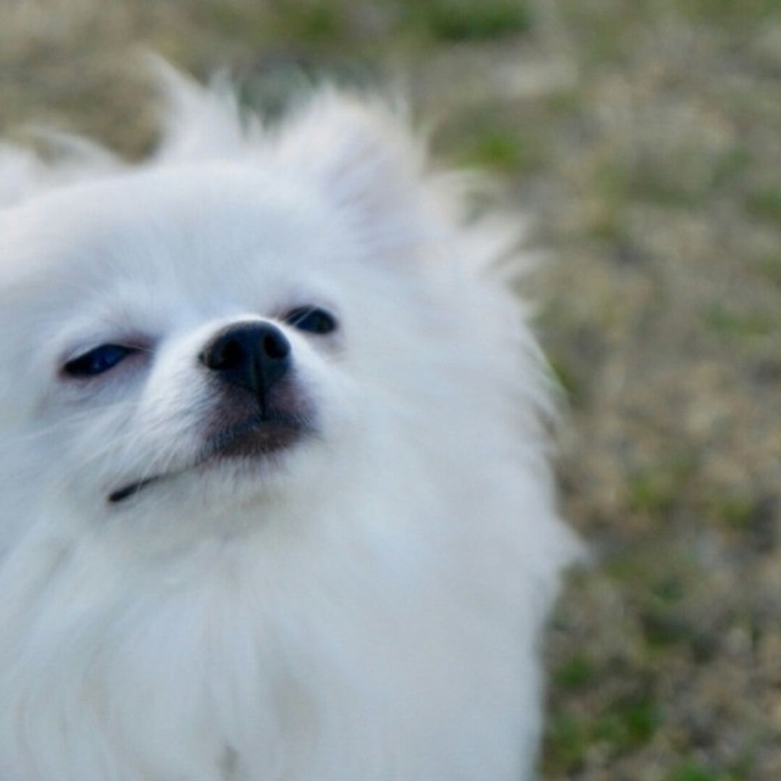 しっぽを振る方向で意味が違う マニアックな犬の生態のヒミツを紹介 いぬのきもちweb Magazine しっぽを振る方向で意味が違う マニアックな犬の生態のヒミツを紹介 いぬのきもちweb Magazine