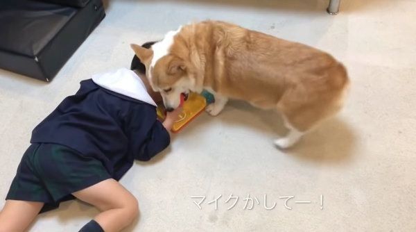 マイクの順番が回ってこないコーギー