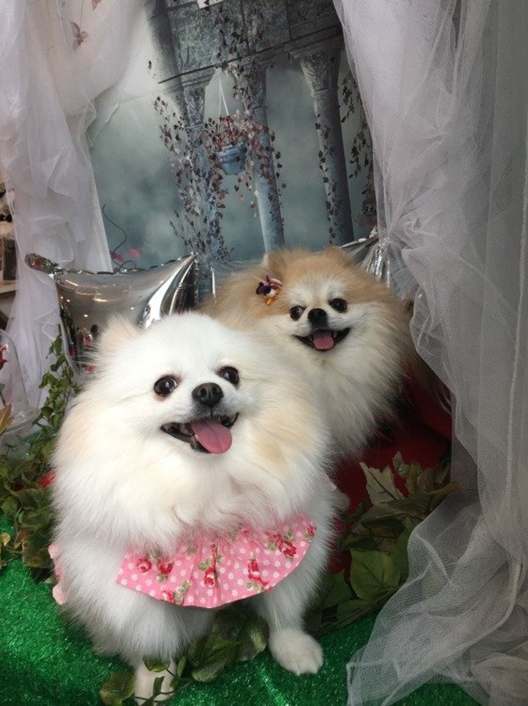 ポメラニアンの柴犬カットとは 料金や失敗しない方法などを独自調査 いぬのきもちweb Magazine ポメラニアンの柴犬カットとは 料金や失敗しない方法などを独自調査 いぬのきもちweb Magazine