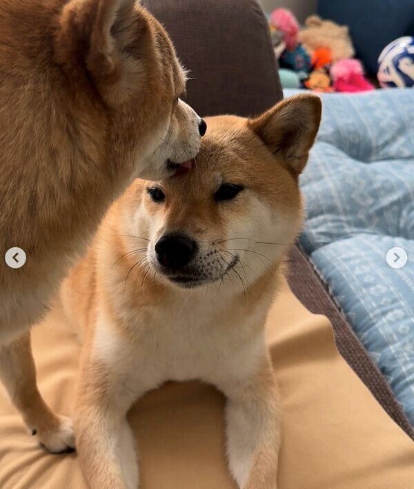 富くんの顔をペロペロなめる福ちゃん