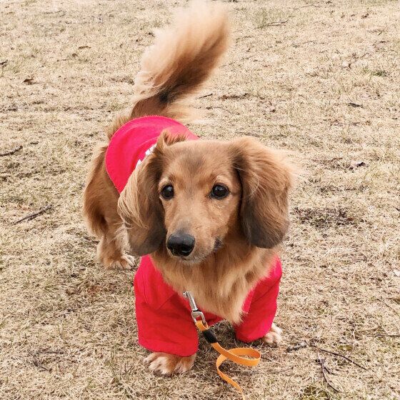 お散歩中のにのくん