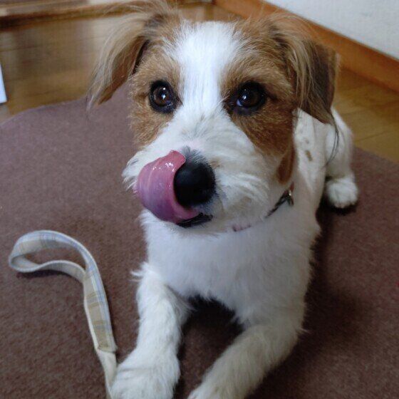 舌をペロリと出すジャック・ラッセル・テリア