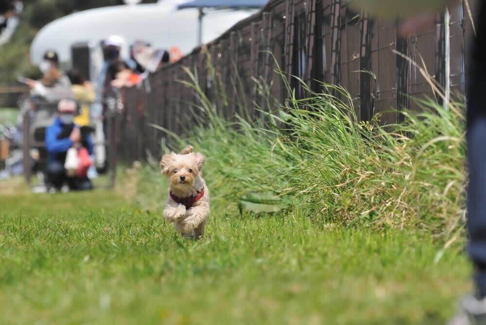 イヌリンピック競技写真