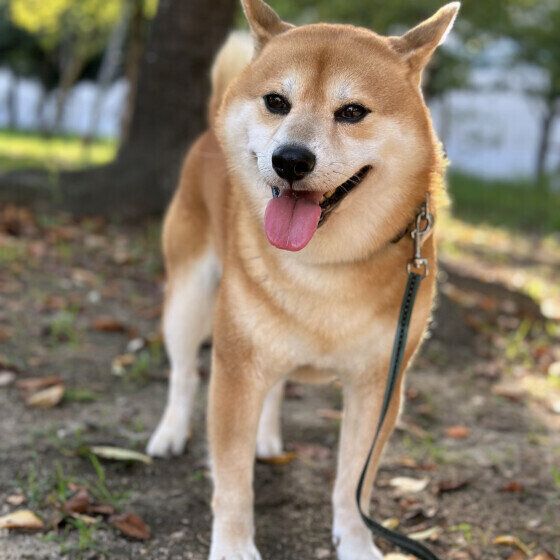 柴のれおくん♪