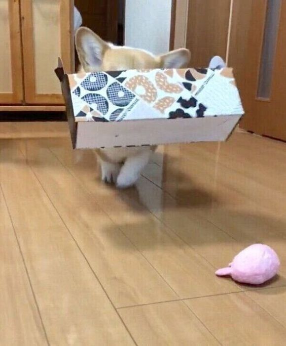 空の「ミスタードーナツ」の箱を運ぶベルちゃん