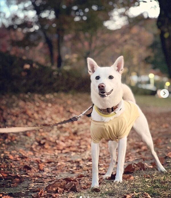 お散歩するチルちゃん