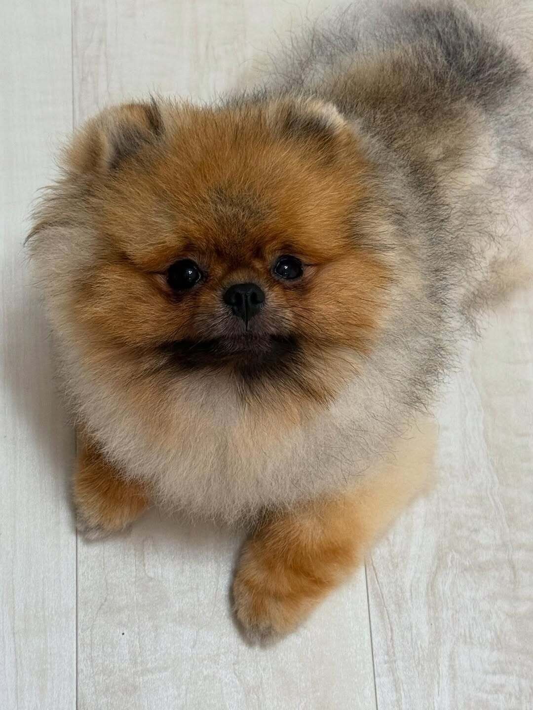 「口を閉じるとこんなに表情が変わるんだね」と飼い主さんが