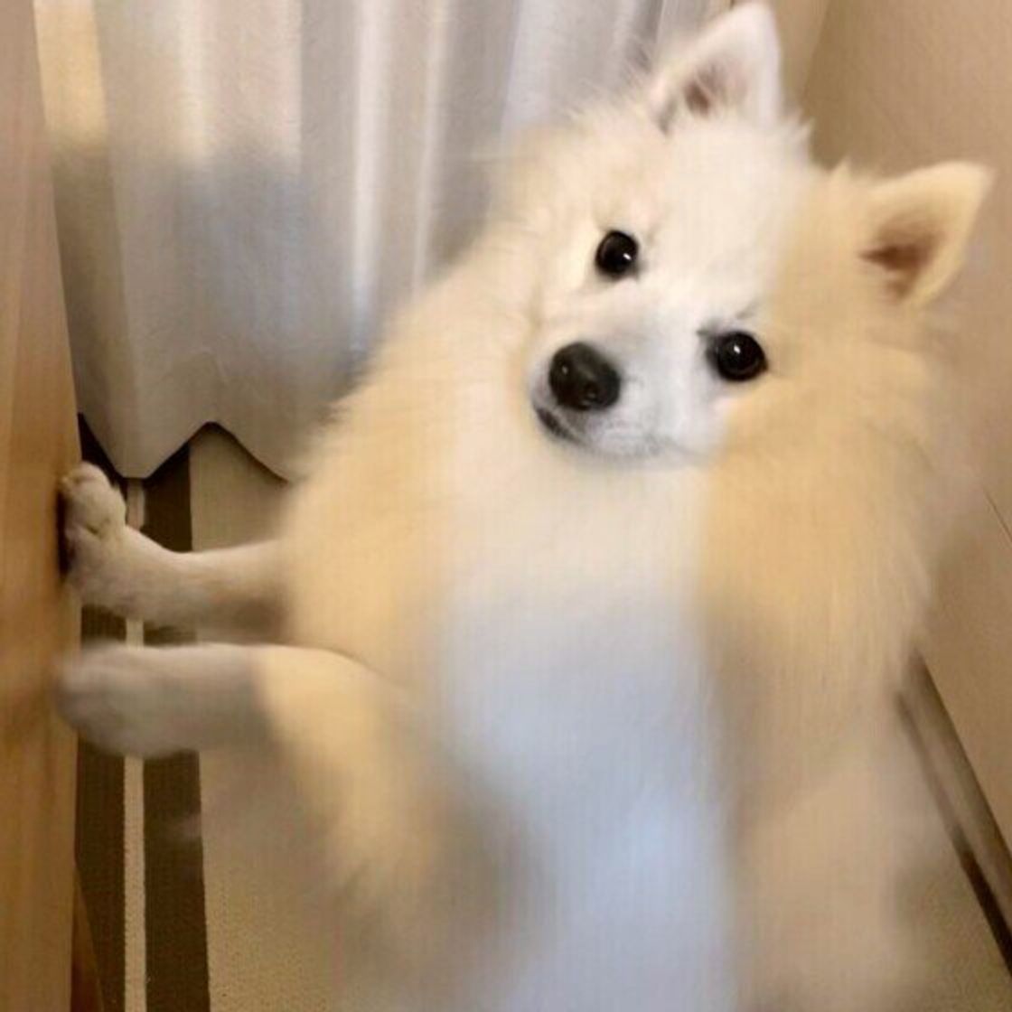 飼い主が 愛犬のニオイをよく嗅ぐ部位ランキング 第1位は 磯の香りがする などの回答も いぬのきもちweb Magazine 飼い主が 愛犬のニオイをよく嗅ぐ部位ランキング 第1位は 磯の香りがする などの回答も いぬのきもちweb Magazine