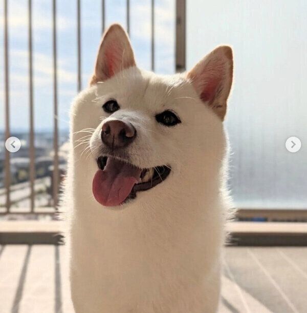 笑顔が可愛いシロちゃん