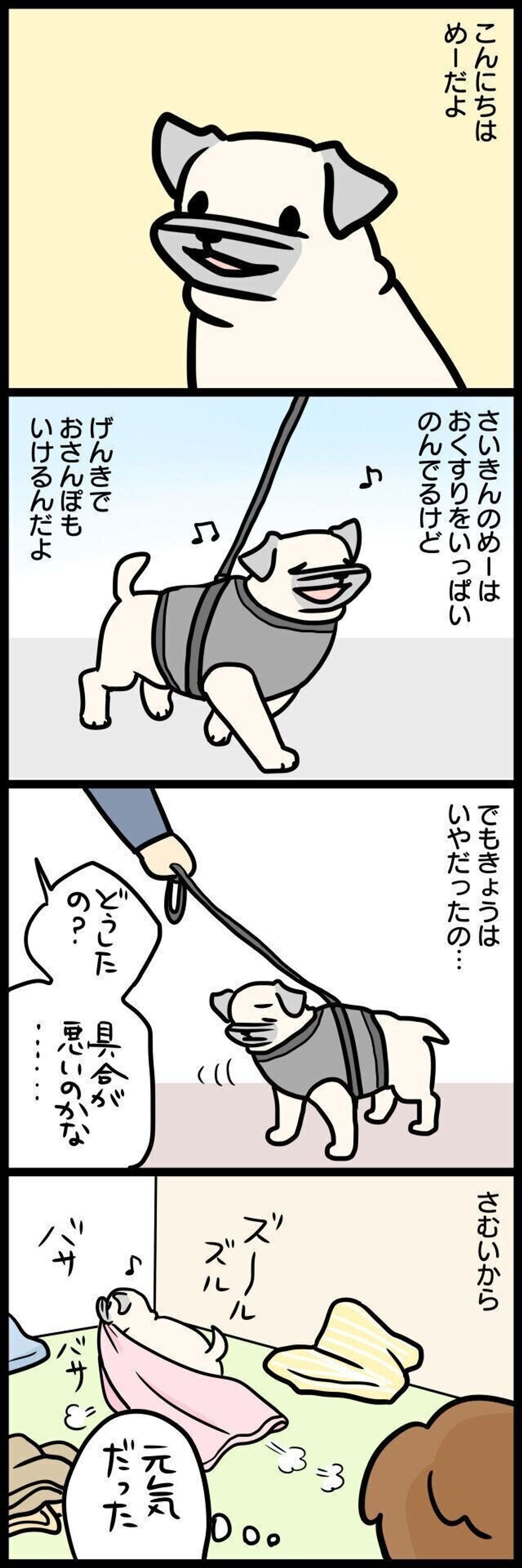 寒い日は家の中で布を引きずる めーの散歩事情 連載 パグ犬 めー Vol 136 いぬのきもちweb Magazine 寒い日は家の中で布を引きずる めーの散歩事情 連載 パグ犬 めー Vol 136 いぬのきもちweb Magazine