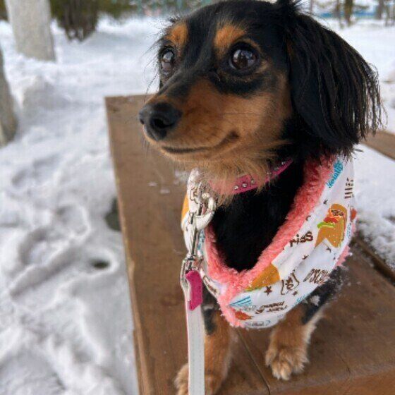 雪道を散歩するミニチュア・ダックスフンド