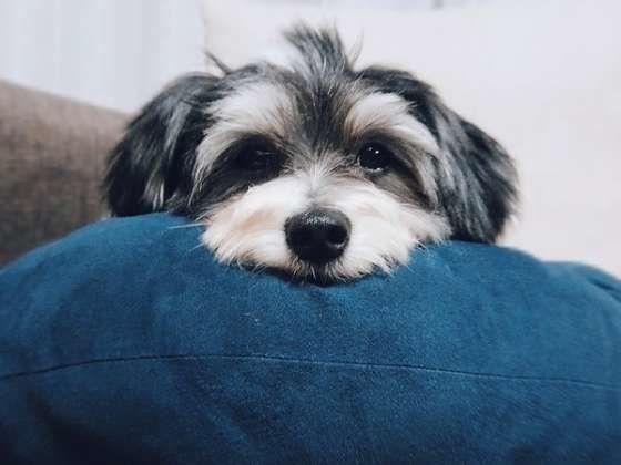 人間のようにクッションや枕でくつろぐわんちゃん