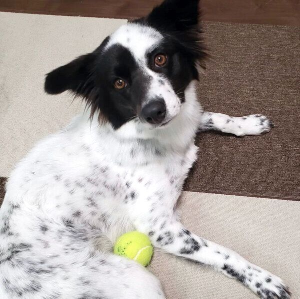 見つめるりんちゃん