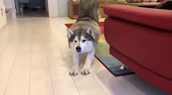 猫じゃらしで遊ぶシベリアン・ハスキー