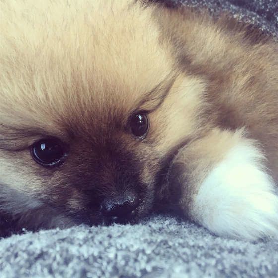 小さいポメラニアン