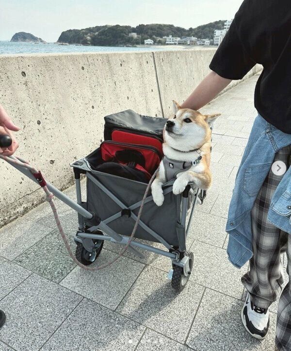 カートに乗るしらすくん