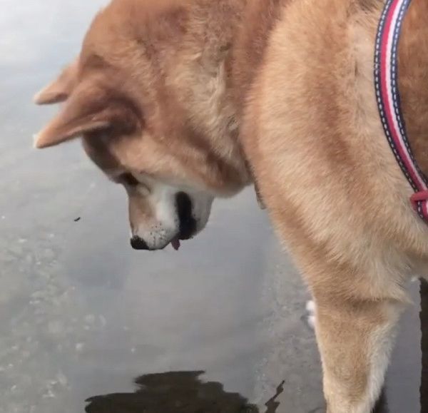 川に映る「お友達」を不思議がる柴犬