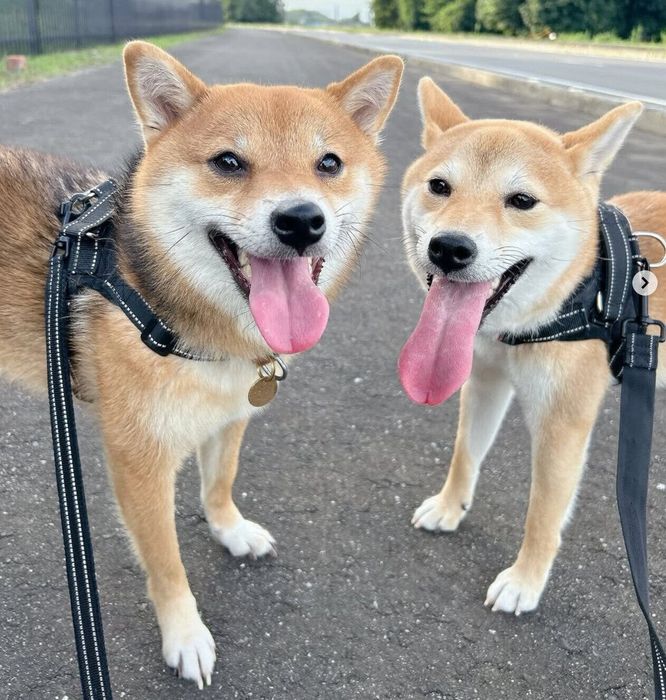 散歩をするこまちゃん、はなちゃん