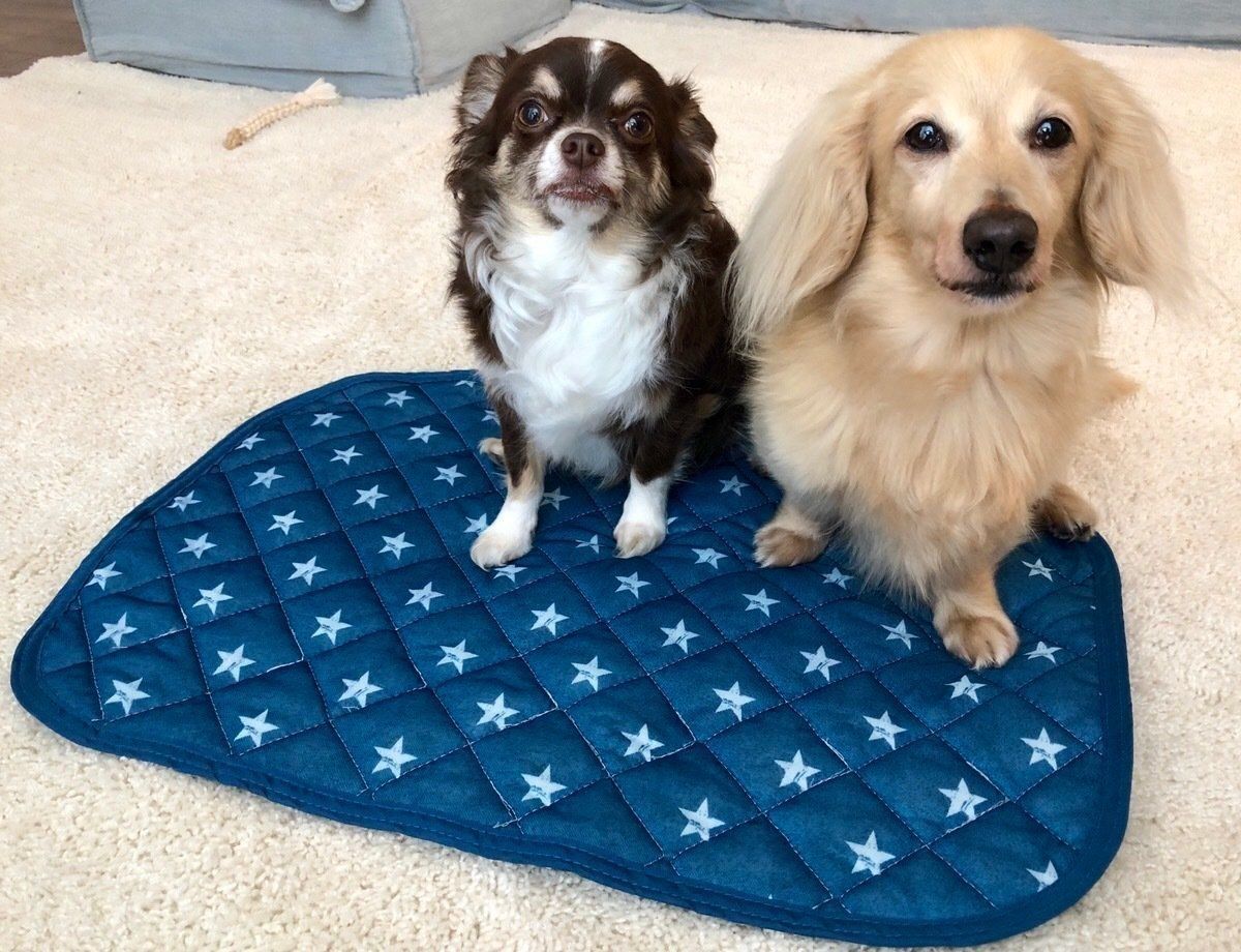 夏 秋の犬の暑さ対策に ダイソー 冷感ペットマット って いぬのきもちweb Magazine