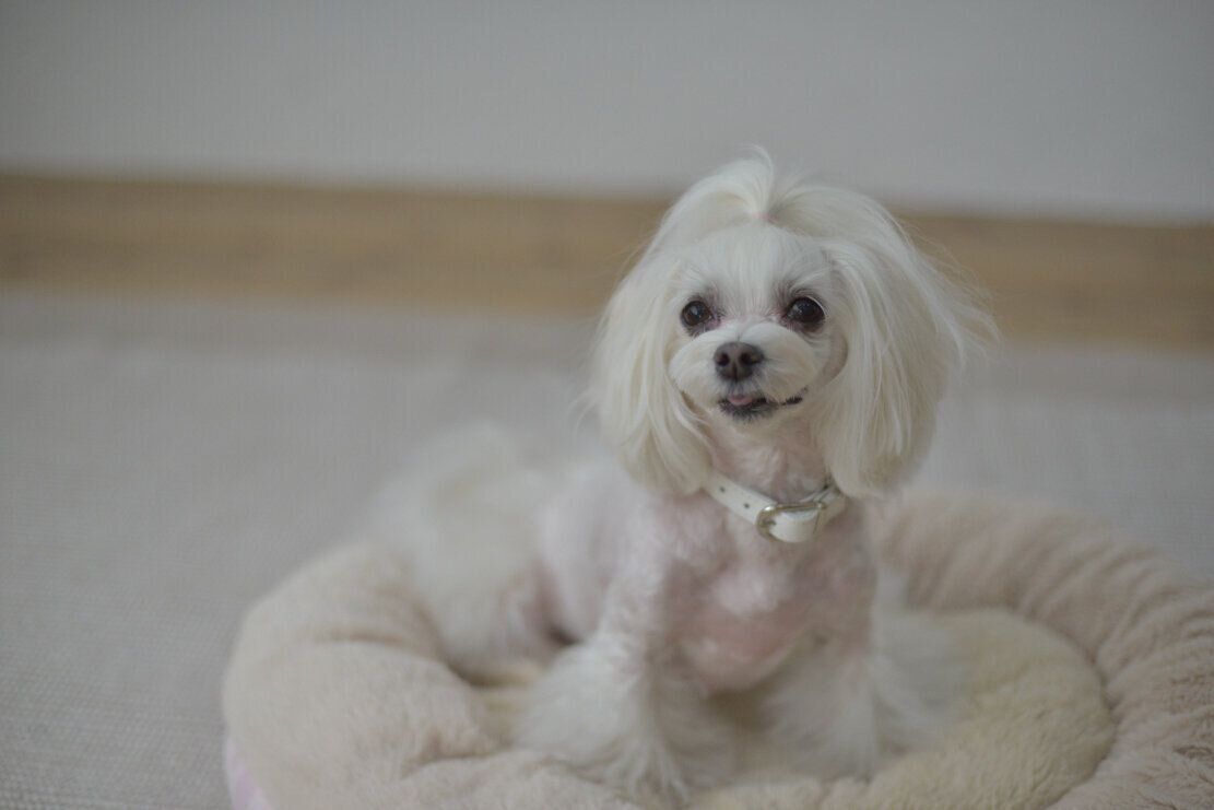 撮影／犬丸美絵