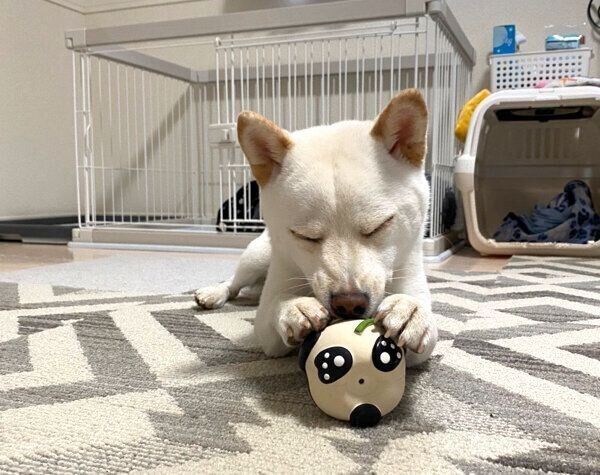 遊びながら寝てしまうえるちゃん