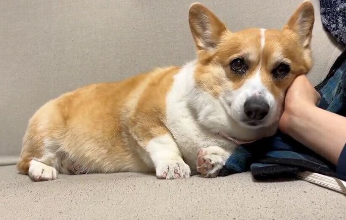 飼い主さんにナデナデしてもらうはなちゃん