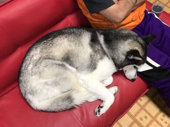 シベリアンハスキーのミジンコ寝