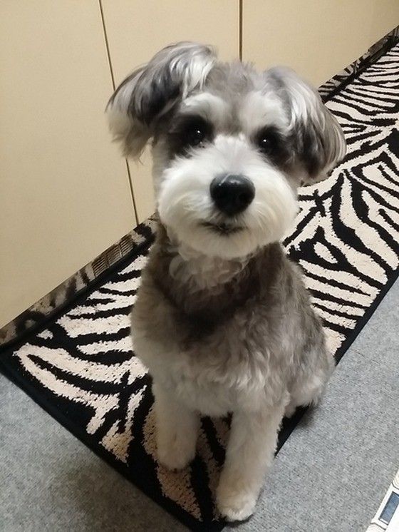 お座りしているミニチュア・シュナウザー