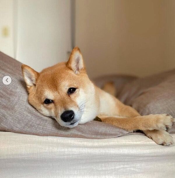 くつろぐまるこちゃん