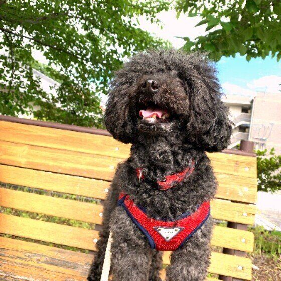 笑顔のトイ・プードル