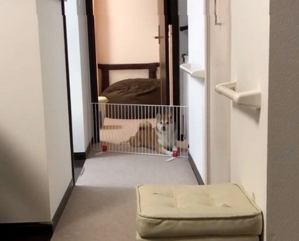 悲痛な鳴き声を出す柴犬