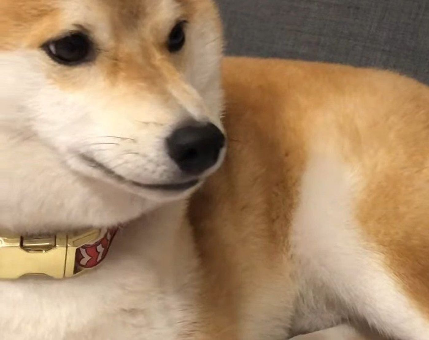 パパを埋める気 毛を抜かれるのが嫌で柴犬がとった行動とは いぬのきもちweb Magazine パパを埋める気 毛を抜かれるのが嫌で柴犬がとった行動とは いぬのきもちweb Magazine