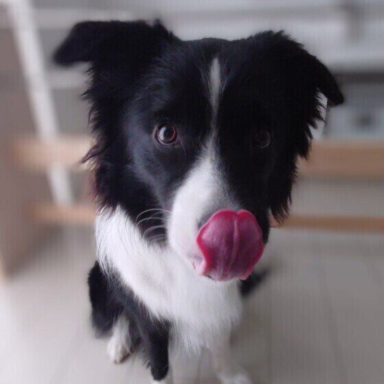 ボーダー・コリー