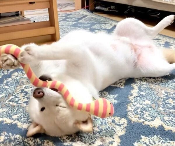 おもちゃで遊ぶごん太くん