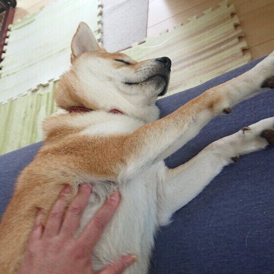 マッサージをしてもらう柴のすずちゃん