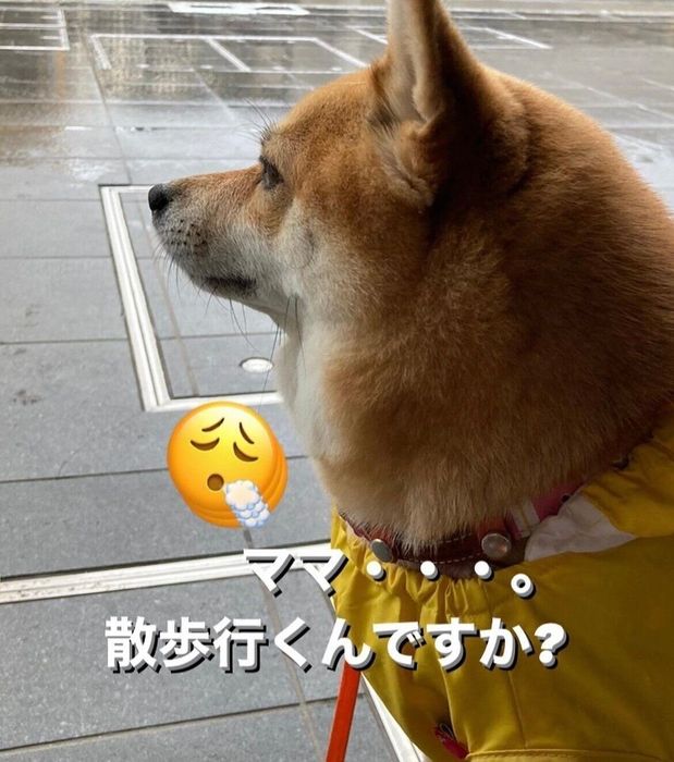 雨の様子を見るチャコちゃん